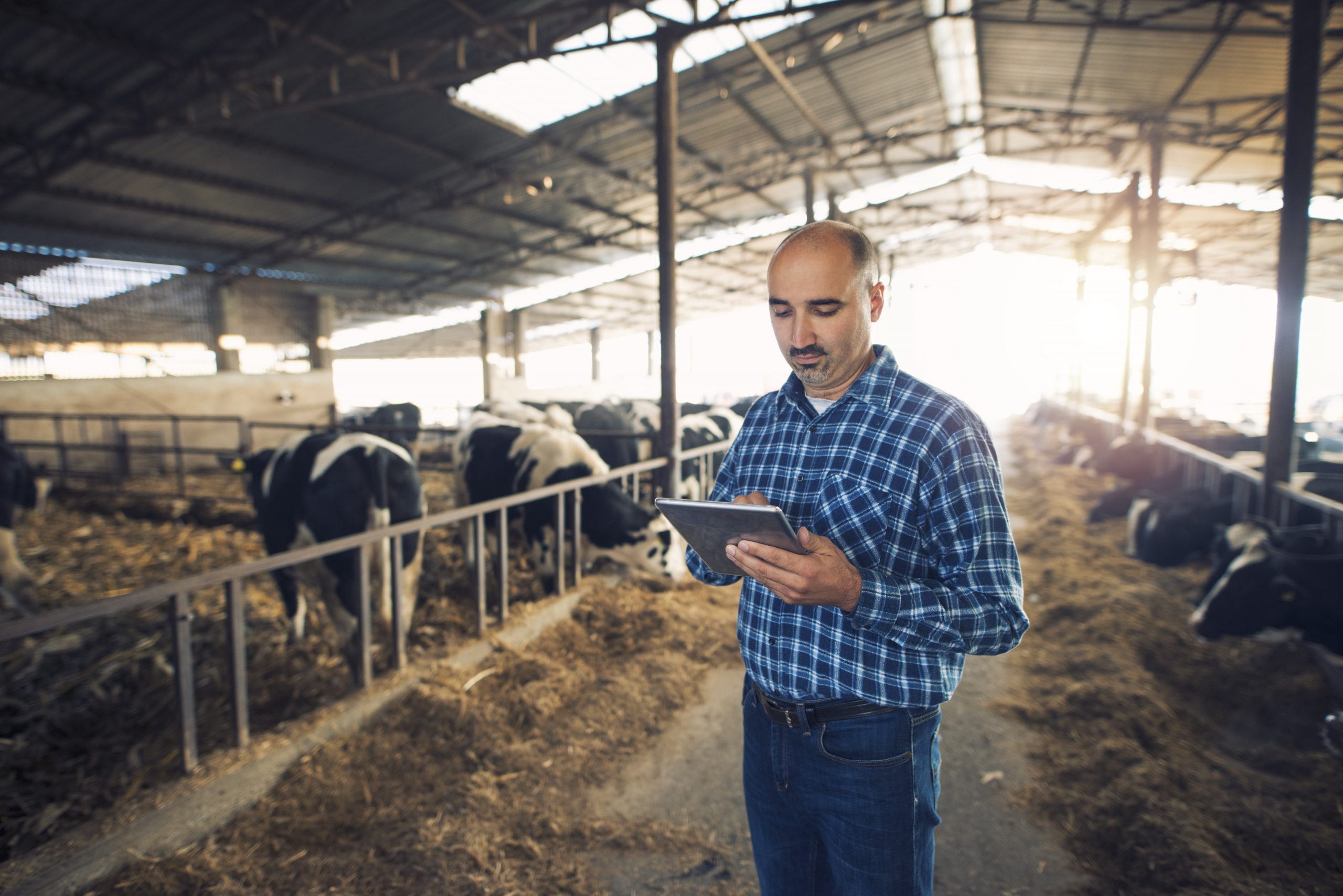 Profesional del sector ganadero usando tecnología en el campo